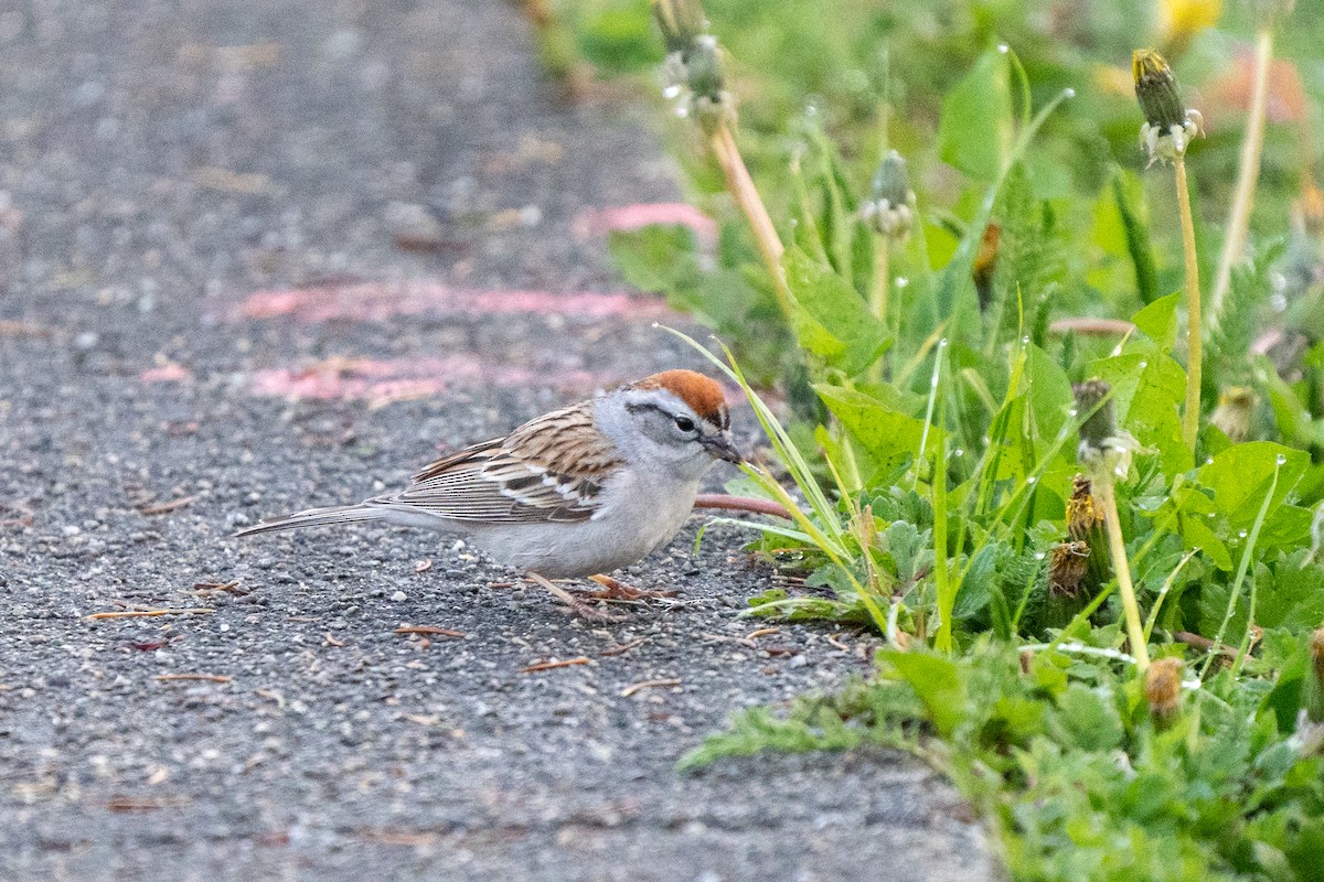 Chipping Sparrow - ML228009801