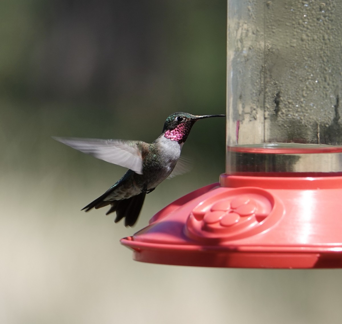 Broad-tailed Hummingbird - ML228011171