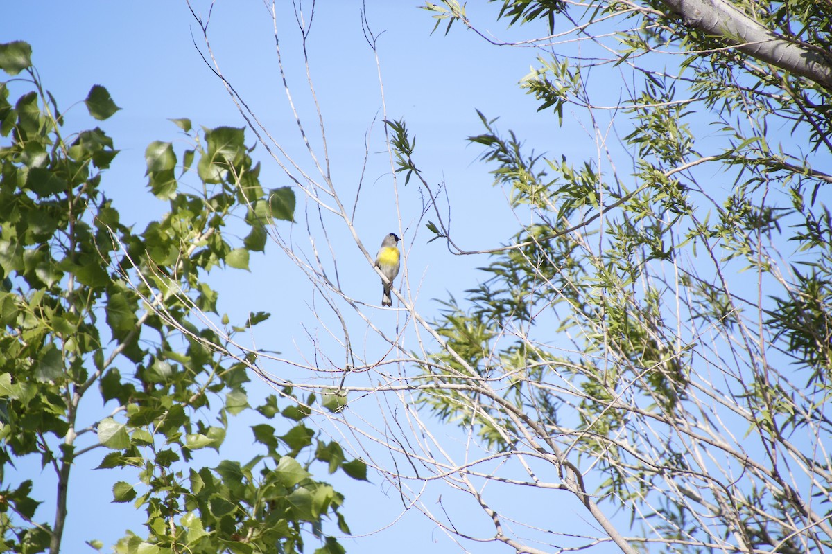 Lawrence's Goldfinch - ML228011861