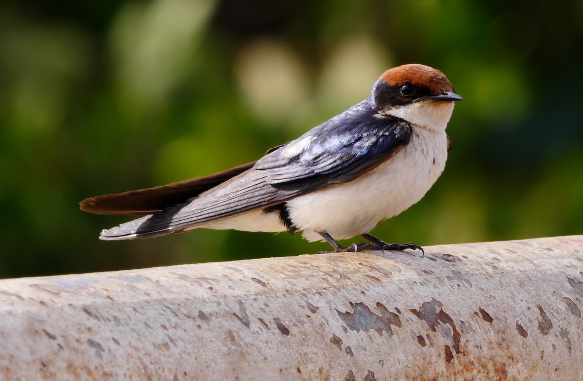 Wire-tailed Swallow - ML228011951