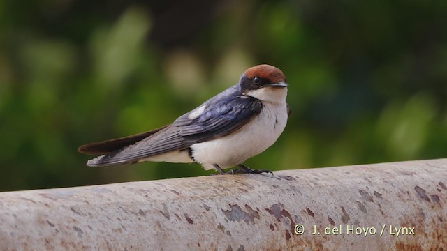Wire-tailed Swallow - ML228012361