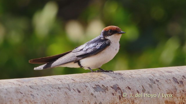 Wire-tailed Swallow - ML228012531