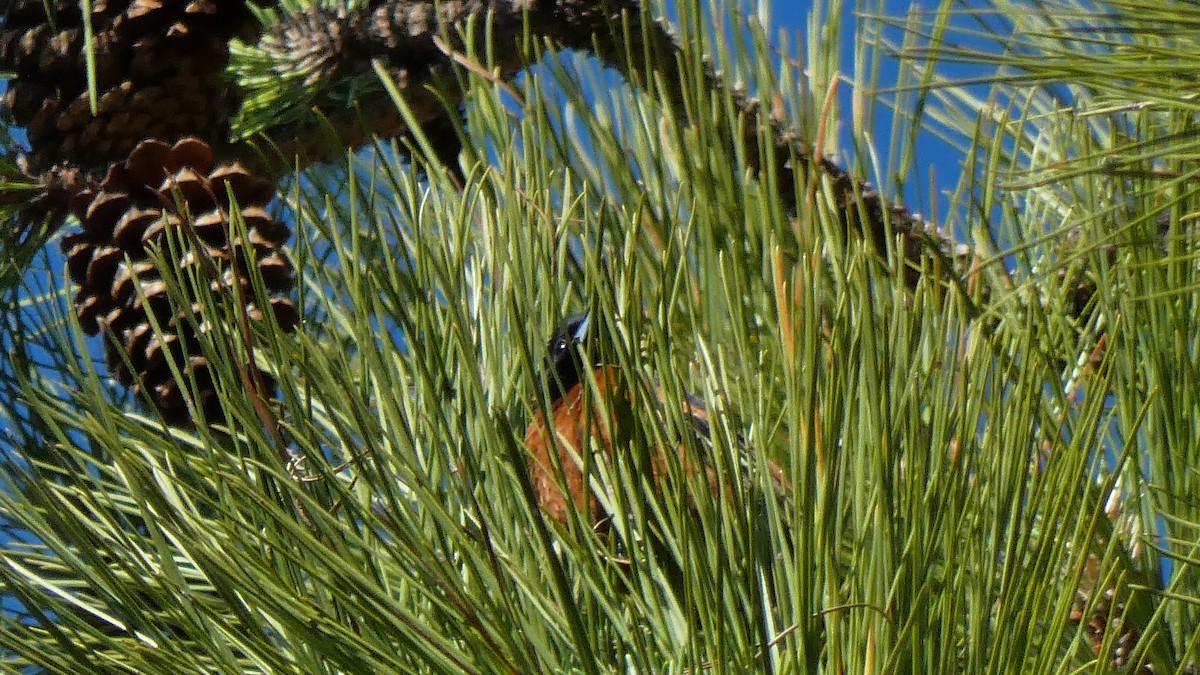 Orchard Oriole - ML228015351