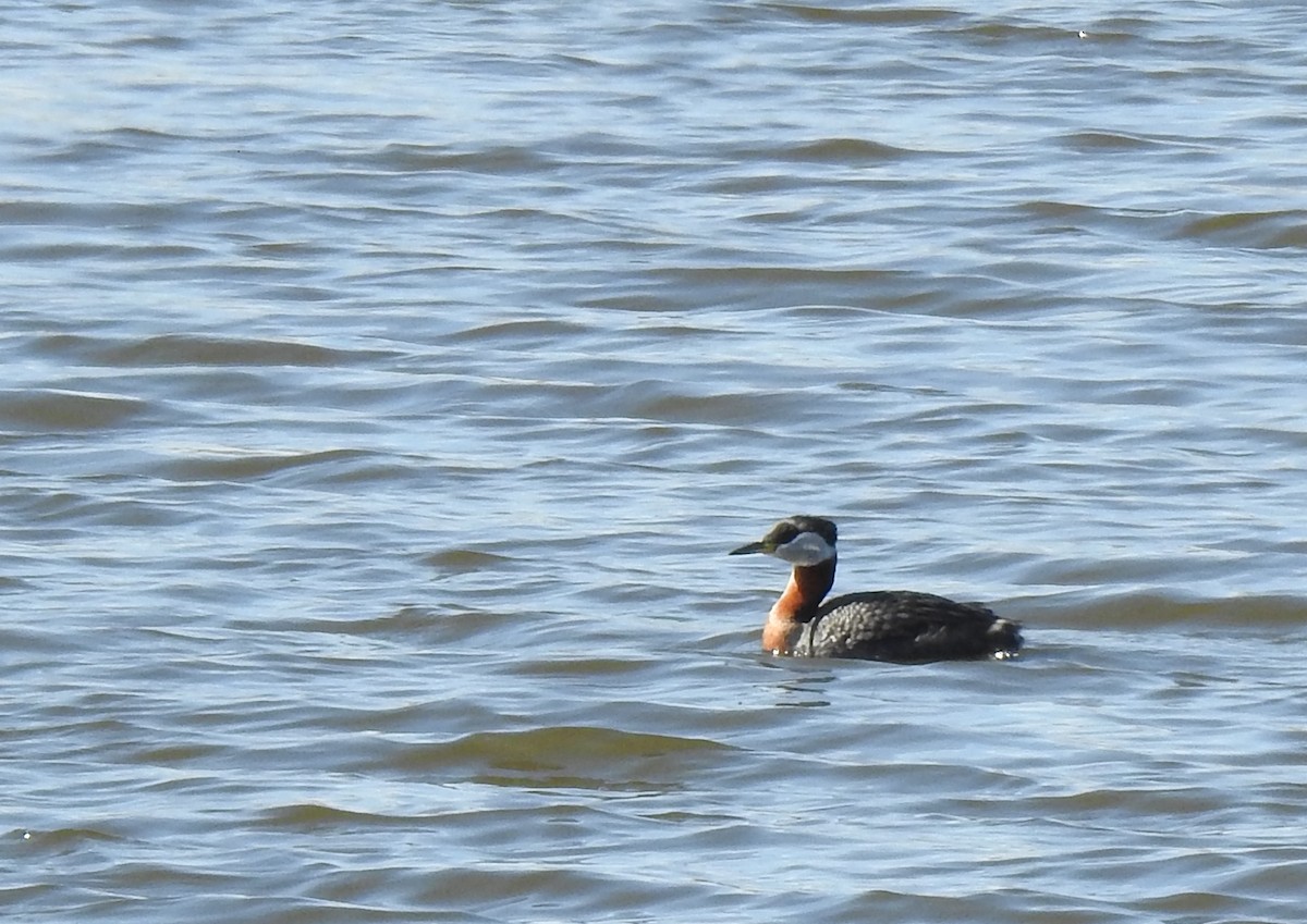 Red-necked Grebe - ML228015411