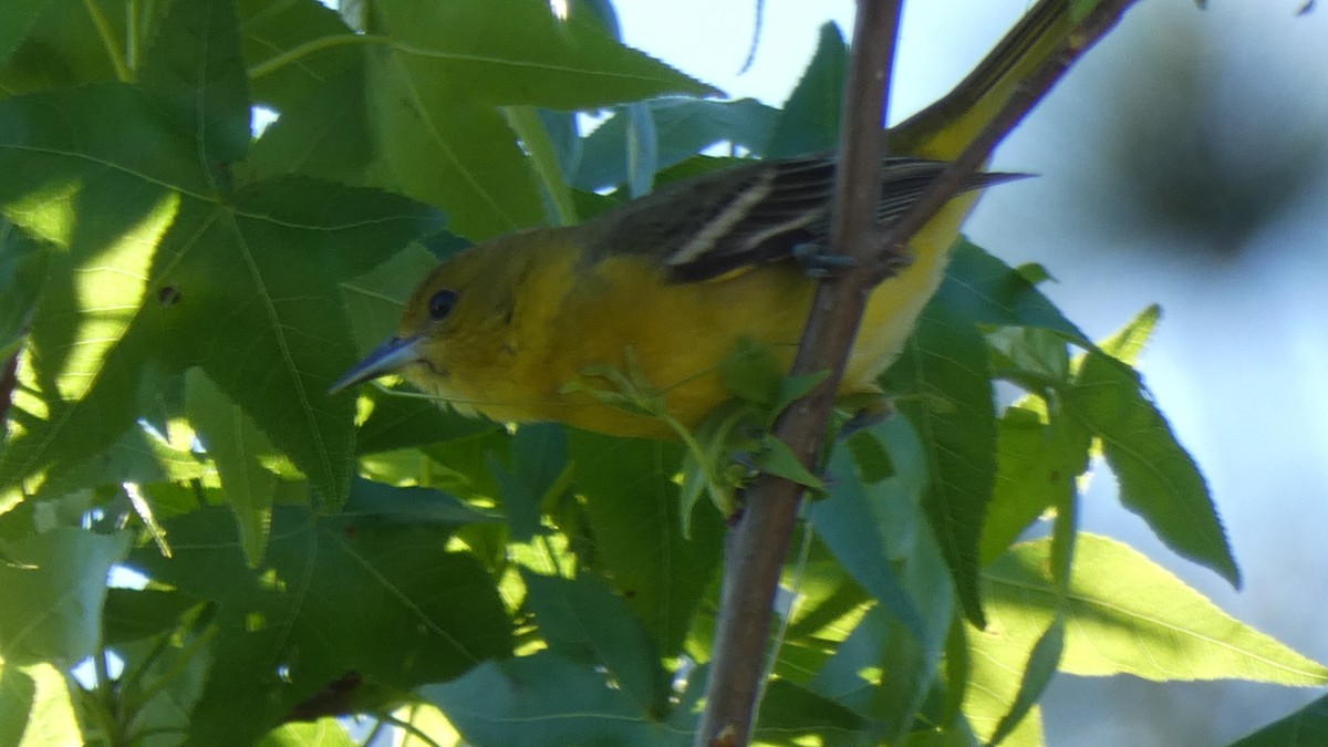 Orchard Oriole - ML228015441