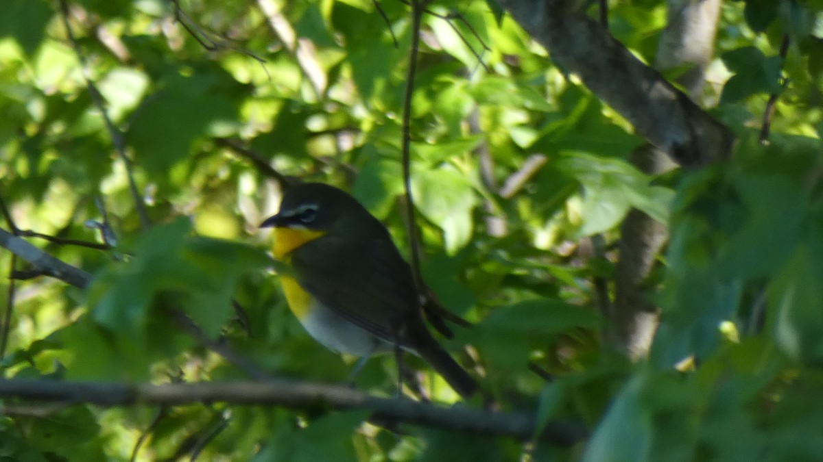 Yellow-breasted Chat - ML228015561