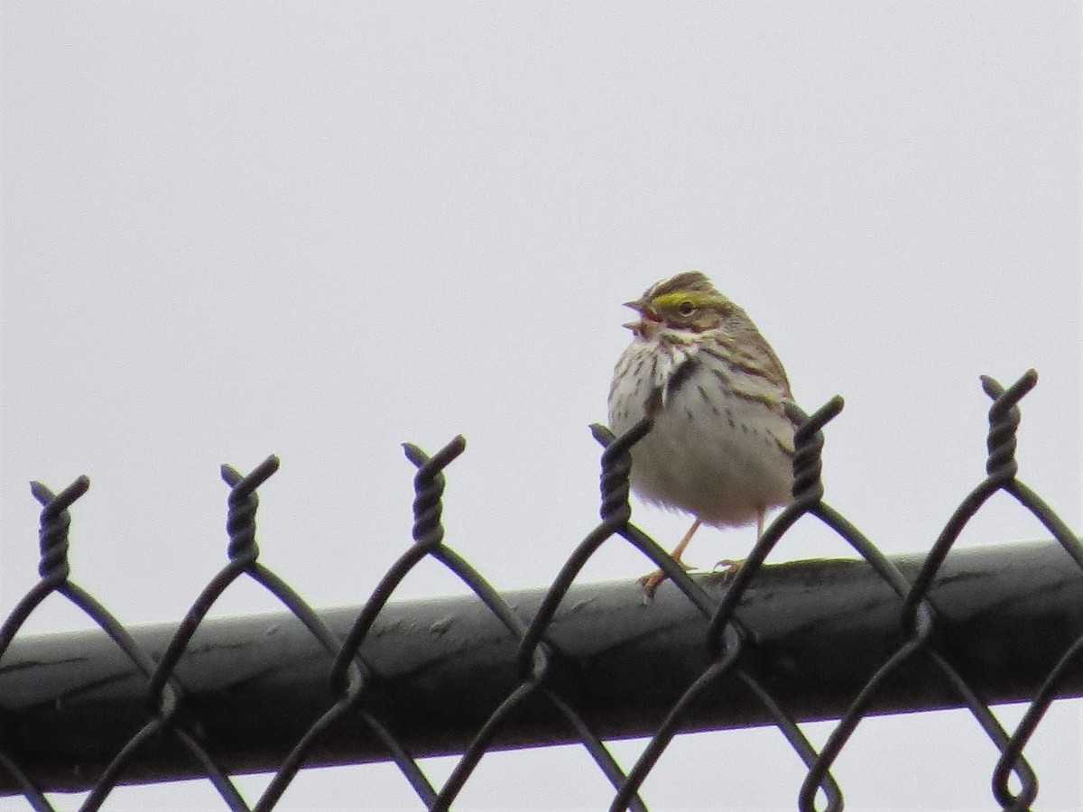 Savannah Sparrow - ML228016631
