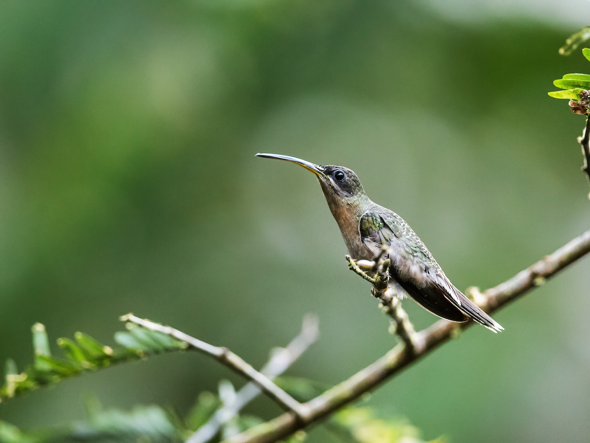 Rufous-breasted Hermit - ML228018291