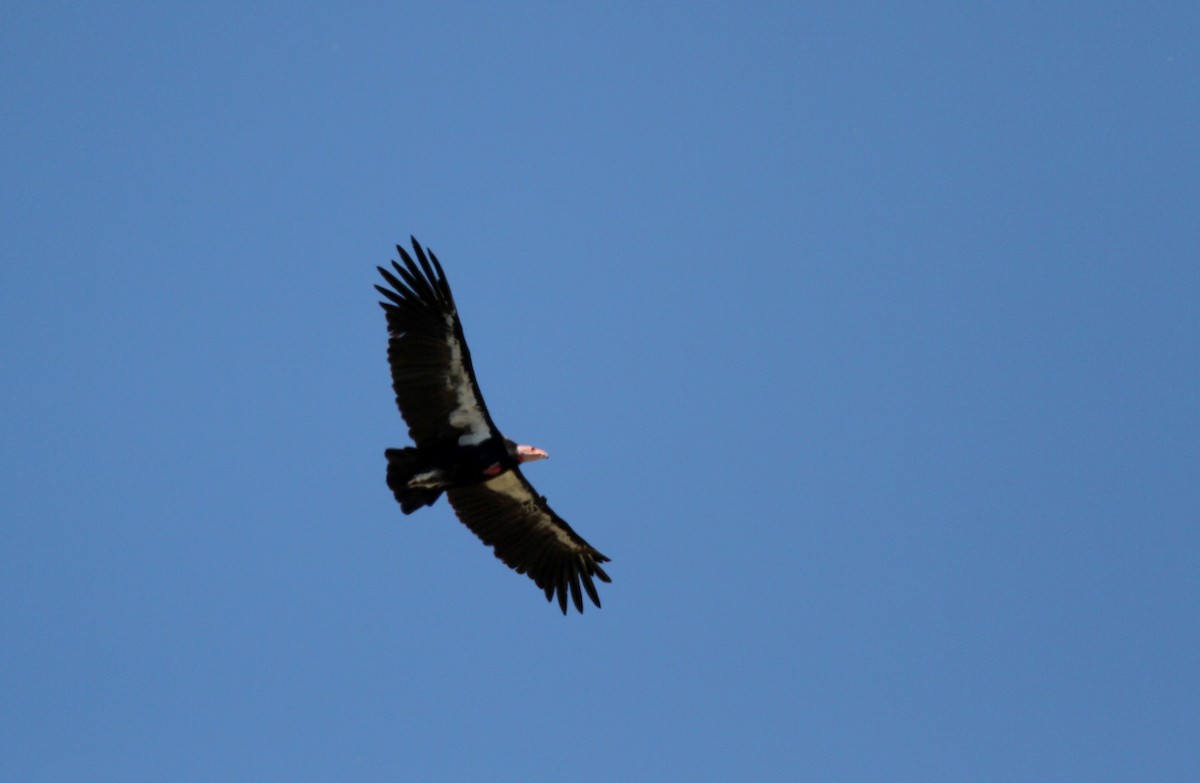 California Condor - ML22802601