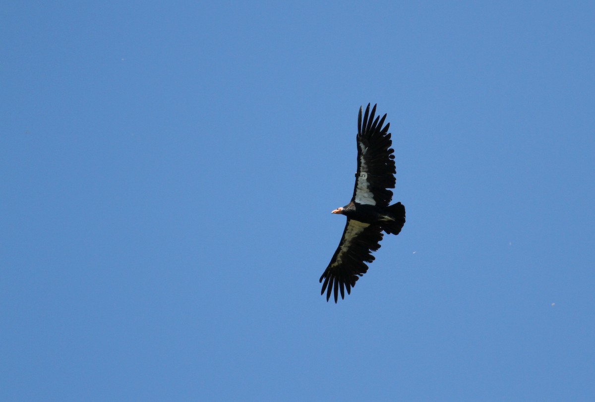 California Condor - Jay McGowan