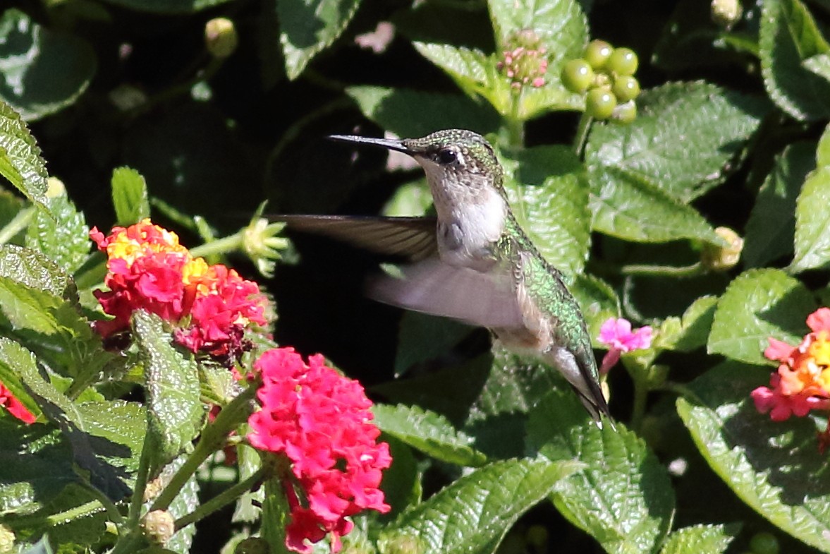 Ruby-throated Hummingbird - Mark L. Hoffman