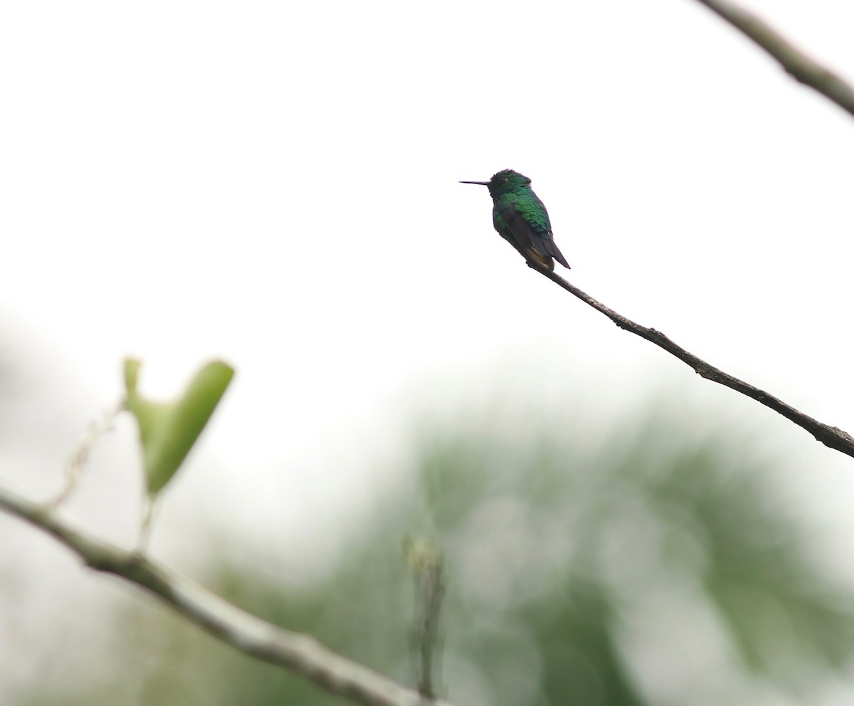 Blue-tailed Emerald - ML228032441