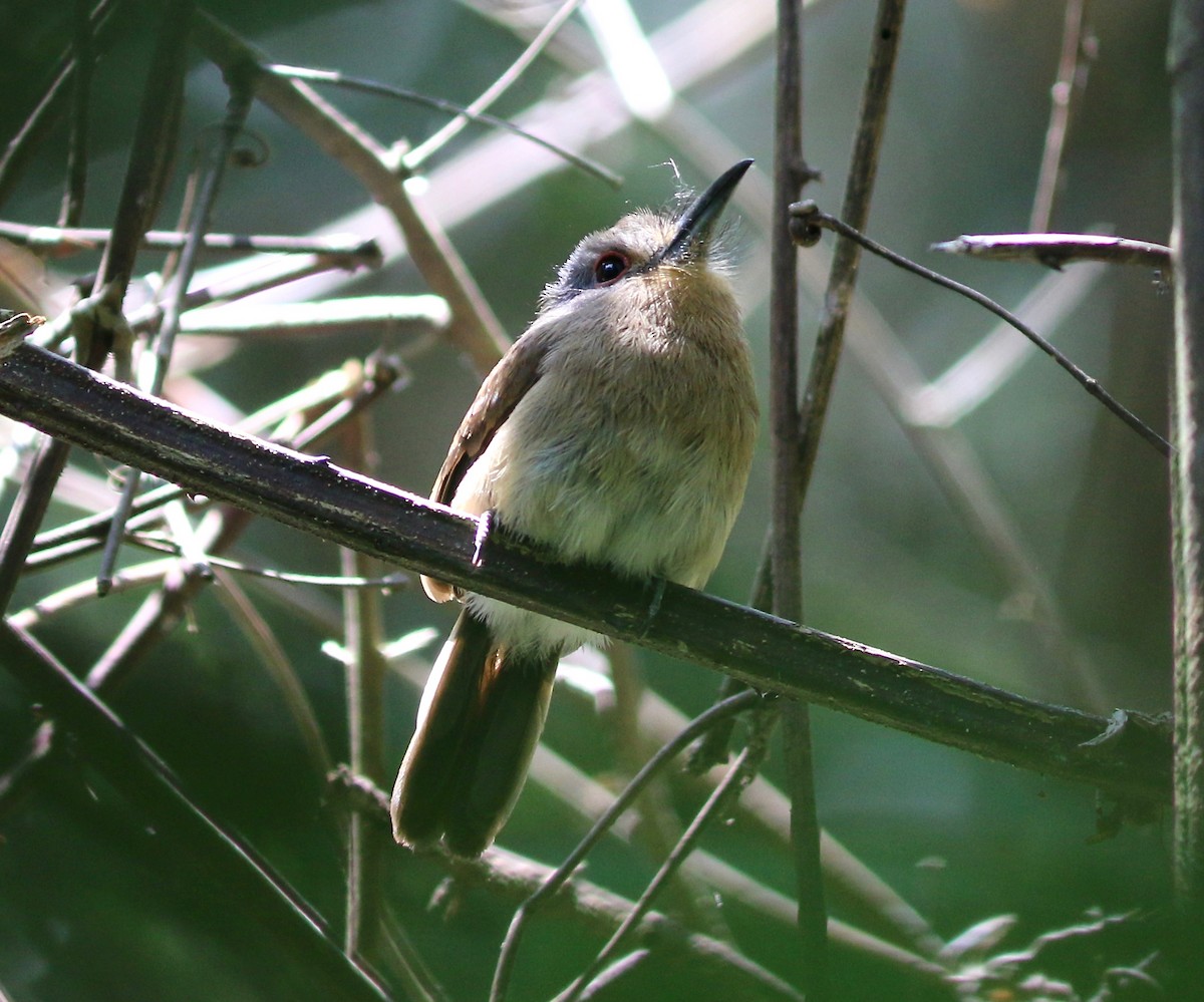 Fulvous-chinned Nunlet - ML228032541