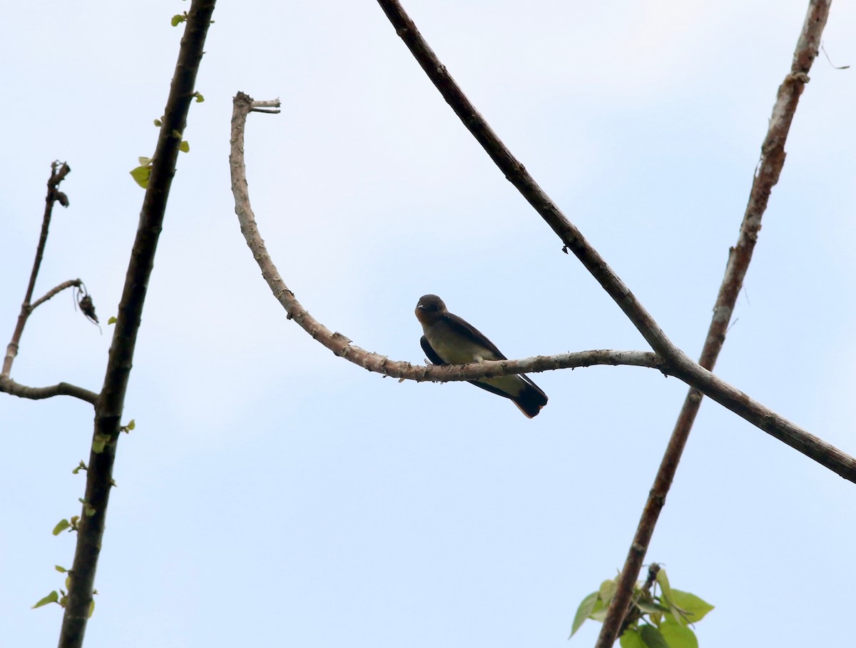Southern Rough-winged Swallow - ML228037151