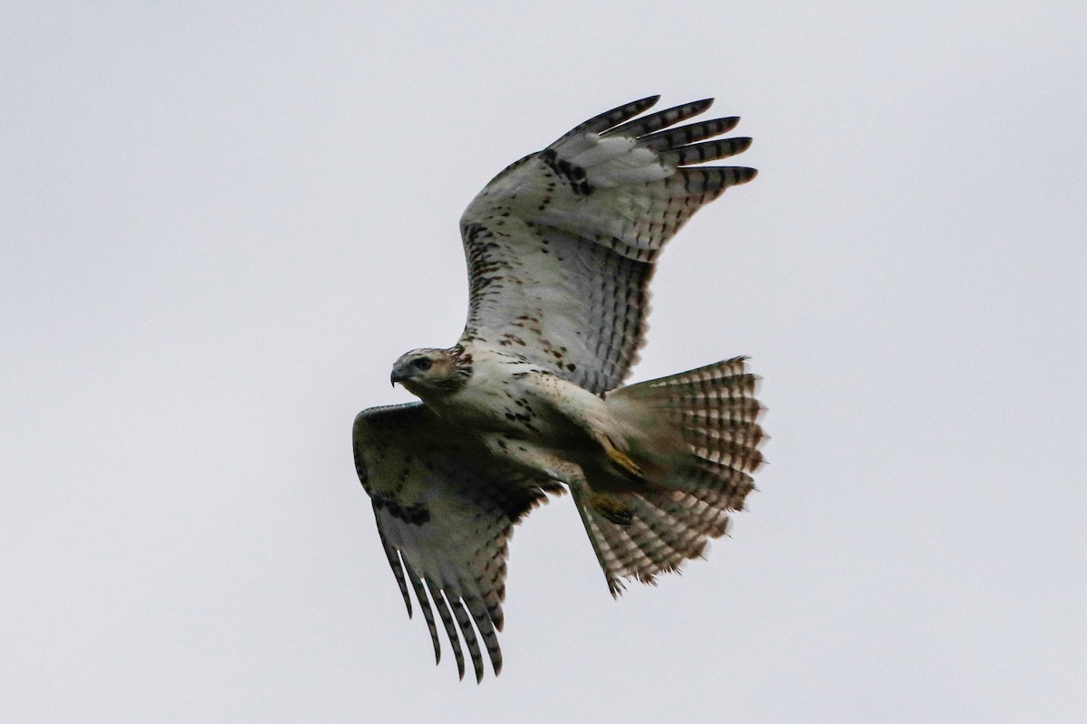 Red-tailed Hawk - ML228043771