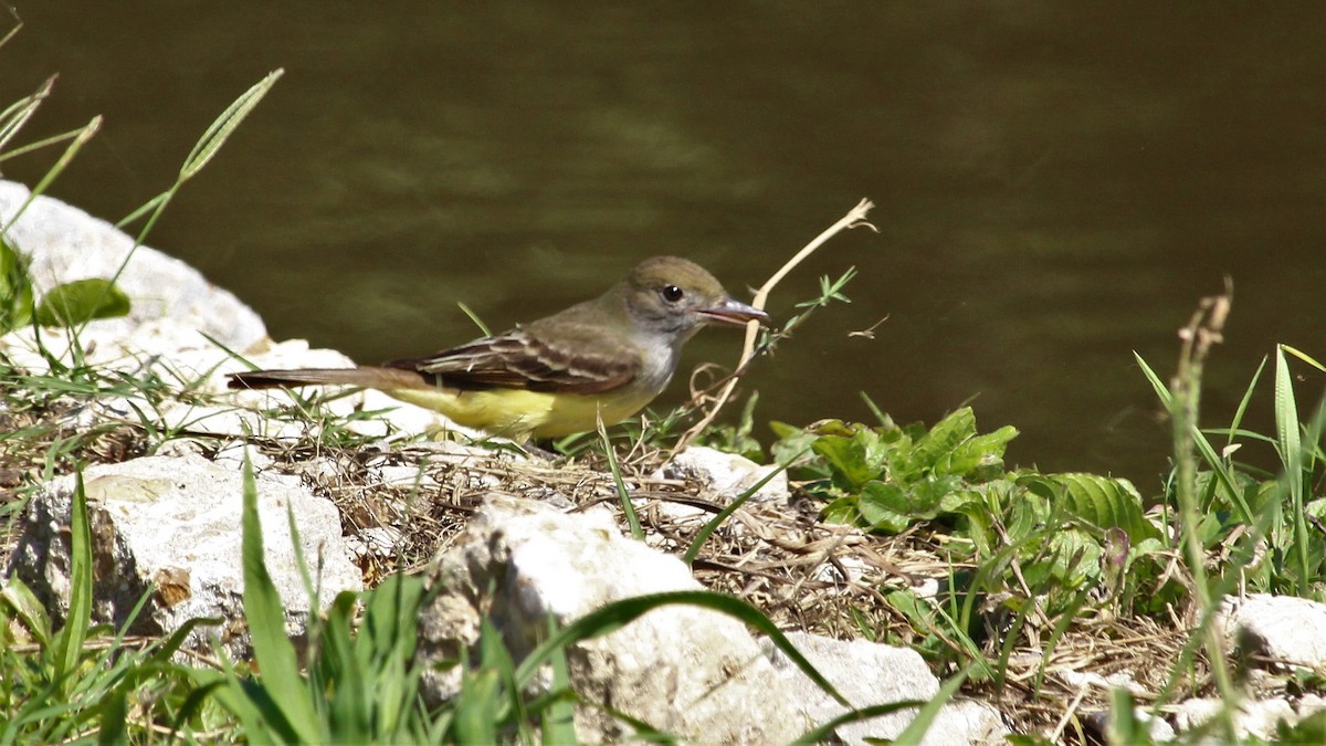 Great Crested Flycatcher - ML228048301