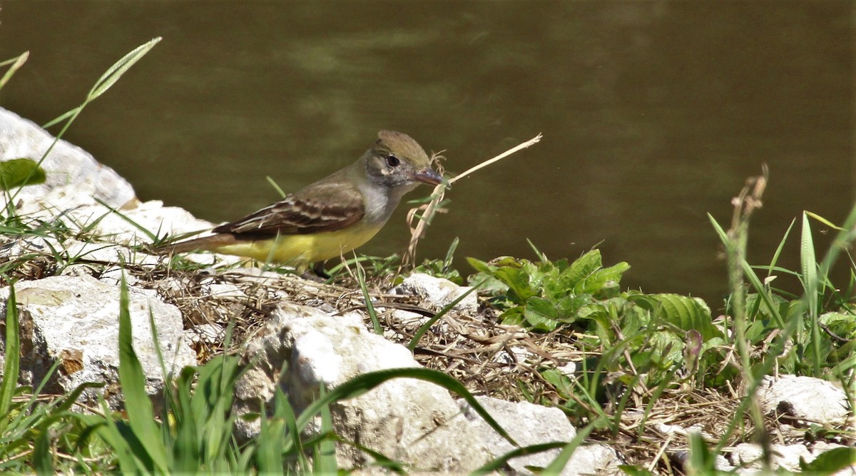 Great Crested Flycatcher - ML228048921