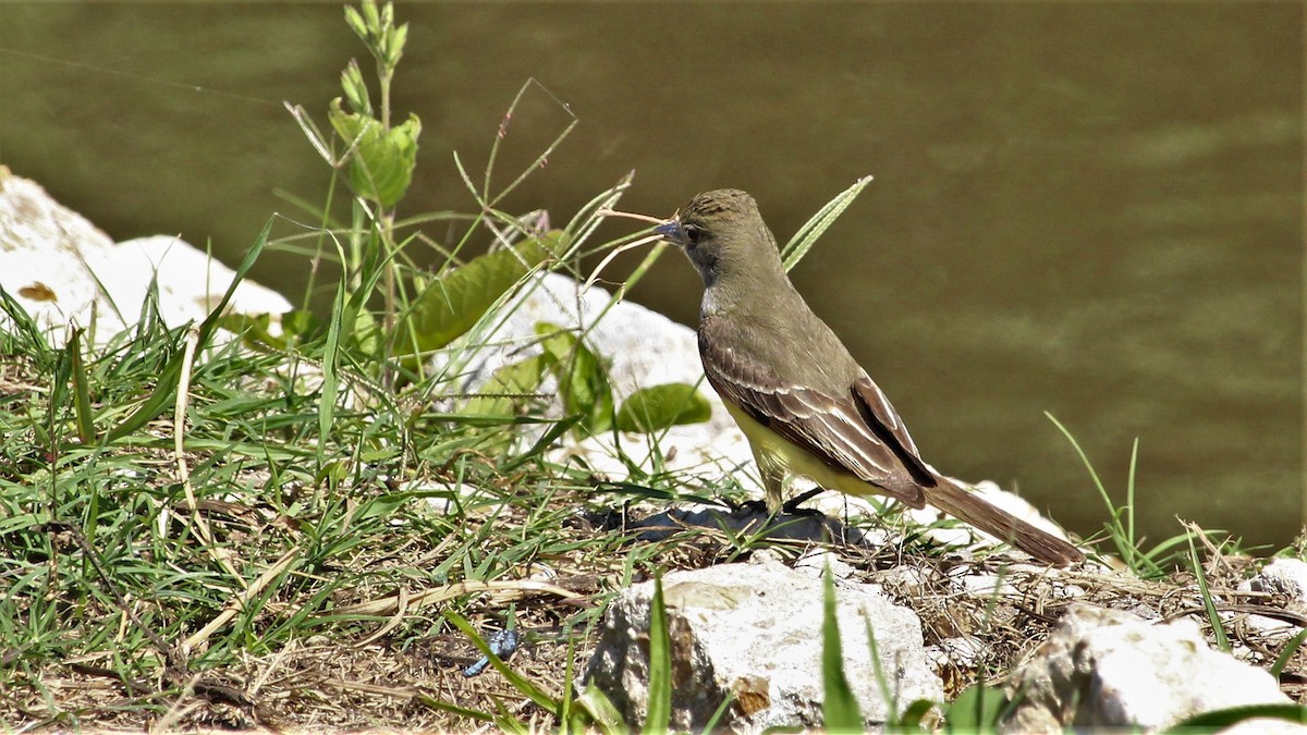 Great Crested Flycatcher - ML228049441