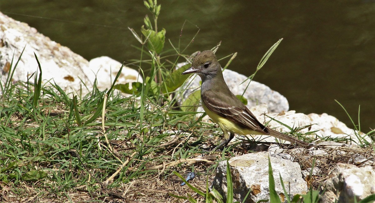 Great Crested Flycatcher - ML228050341
