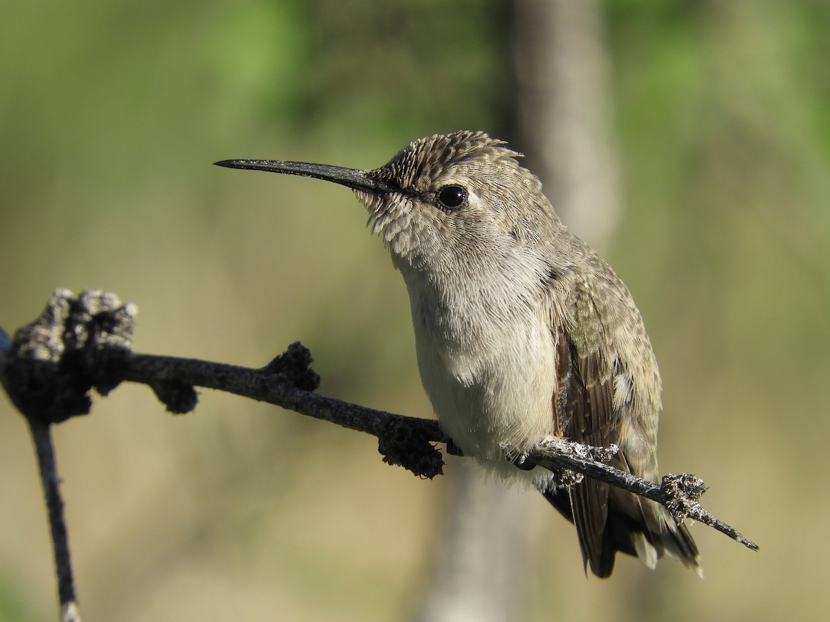Costa's Hummingbird - ML228050831