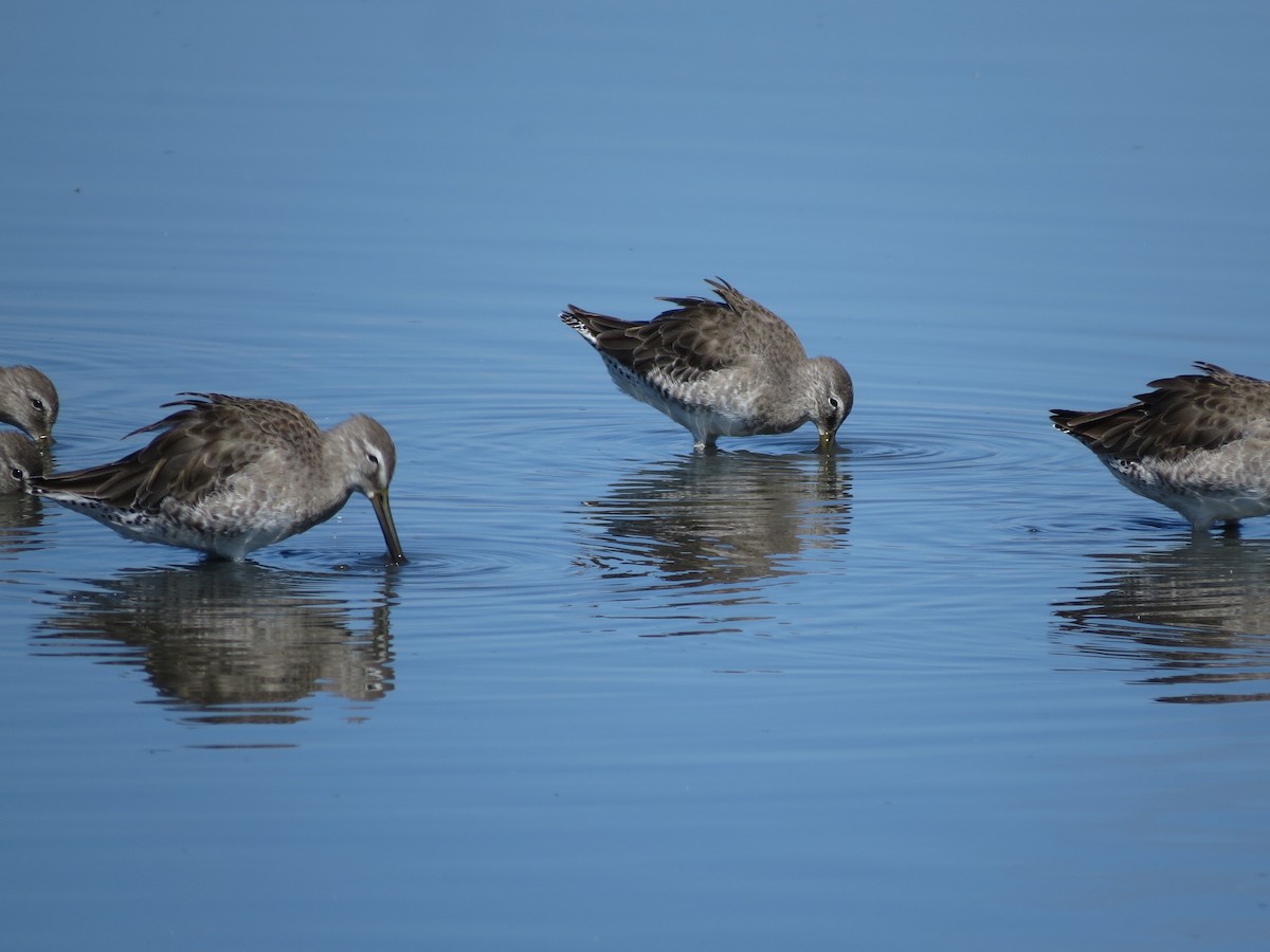 Long-billed Dowitcher - ML22805121