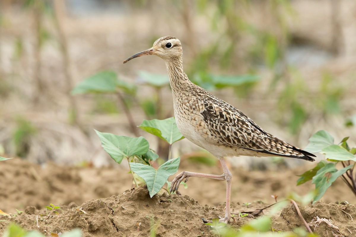Little Curlew - David Irving