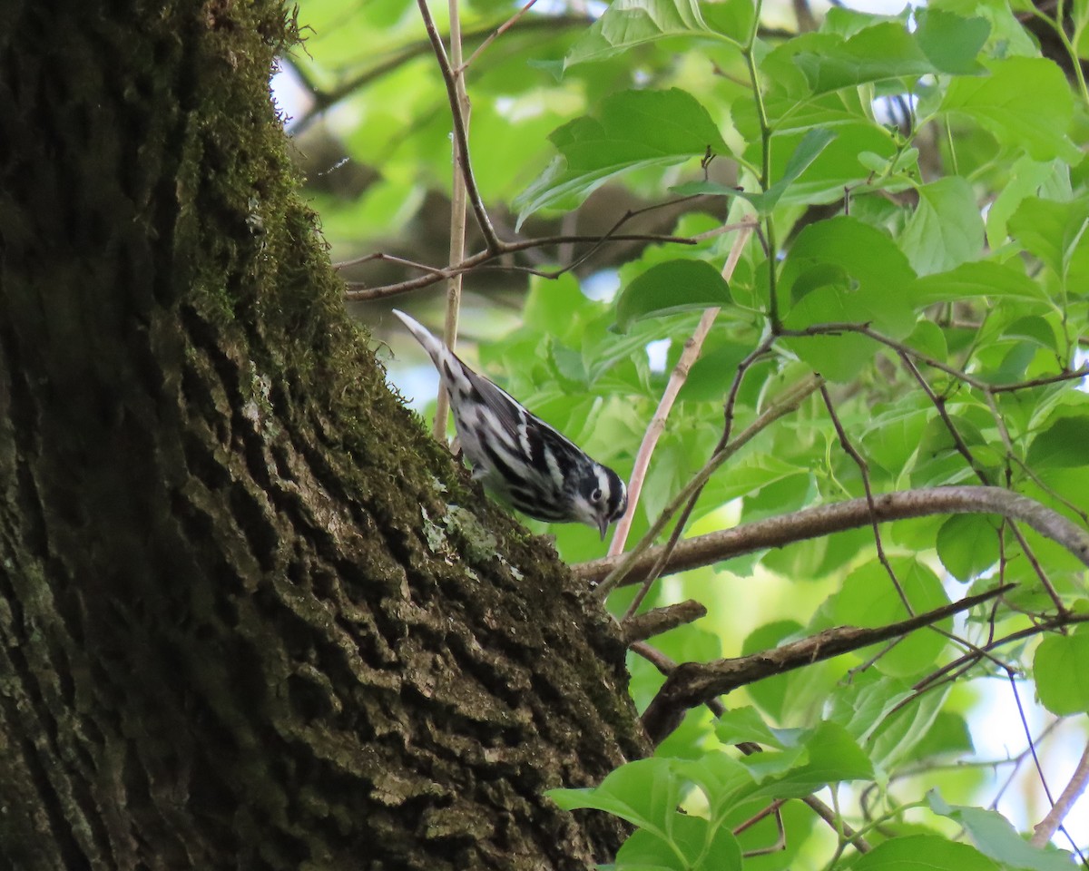 Black-and-white Warbler - ML228056051