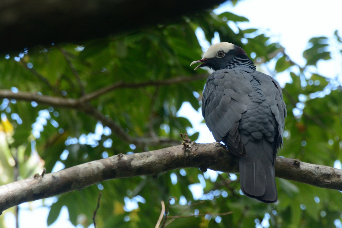 White-crowned Pigeon - ML228063061