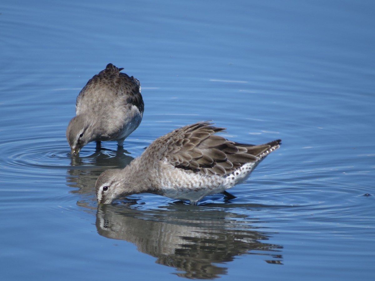 Long-billed Dowitcher - ML22806491