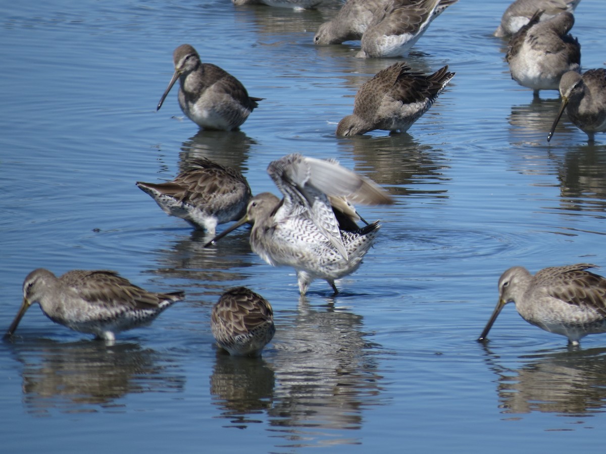 Long-billed Dowitcher - ML22806611
