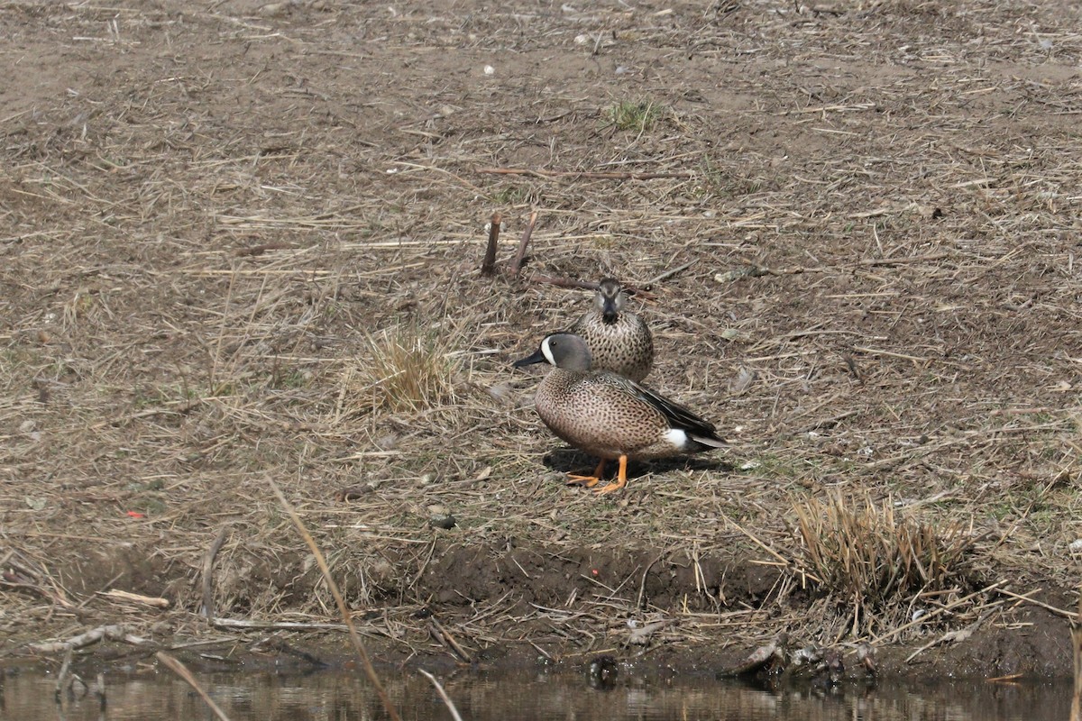 Blue-winged Teal - ML228067931