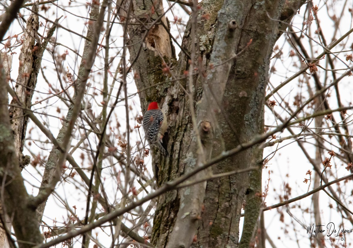 Red-bellied Woodpecker - Matthew DeLorenzo