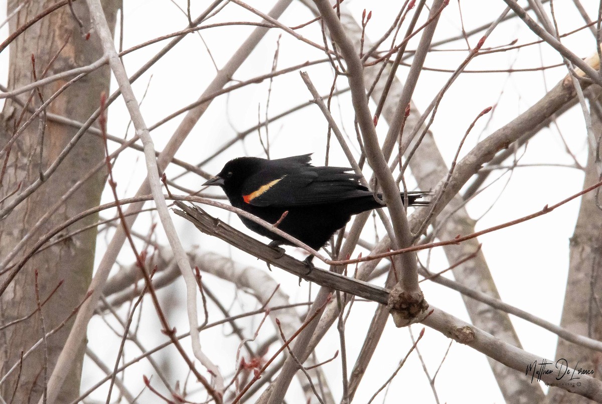 Red-winged Blackbird - Matthew DeLorenzo