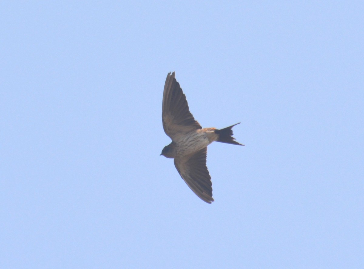 Red-rumped Swallow - ML22807451