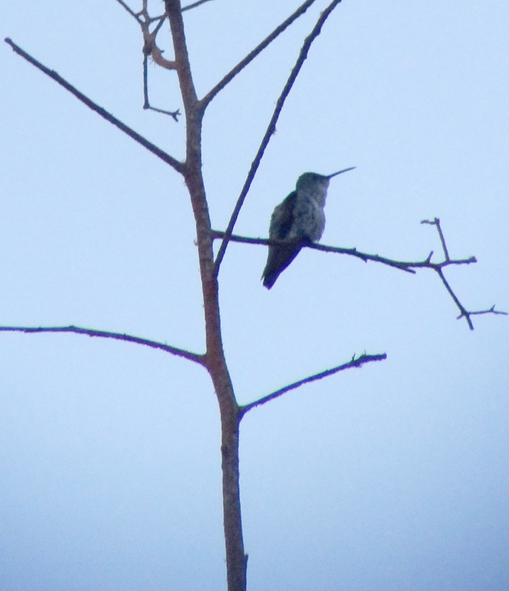 Green-and-white Hummingbird - ML228075841