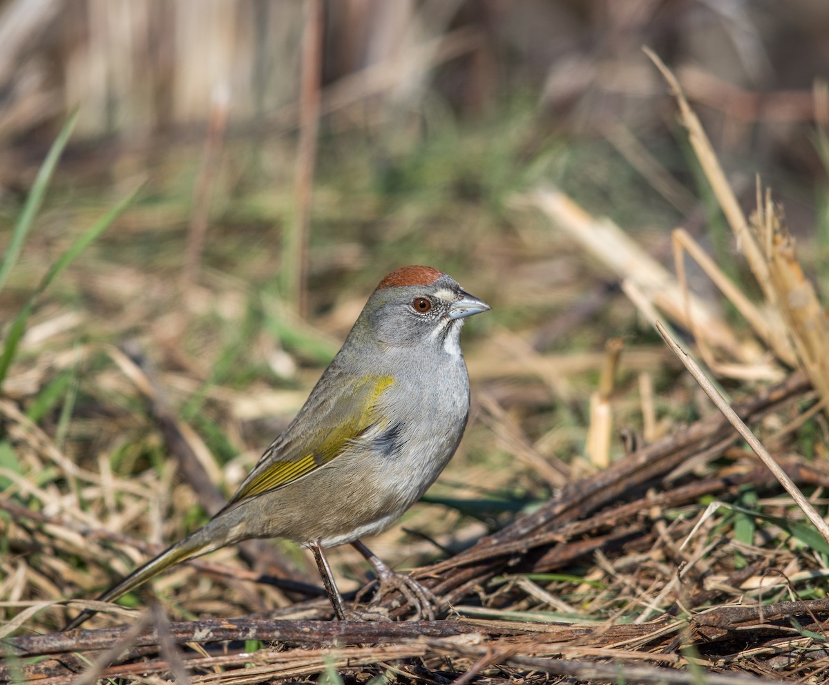 Green-tailed Towhee - Jeff Timmons