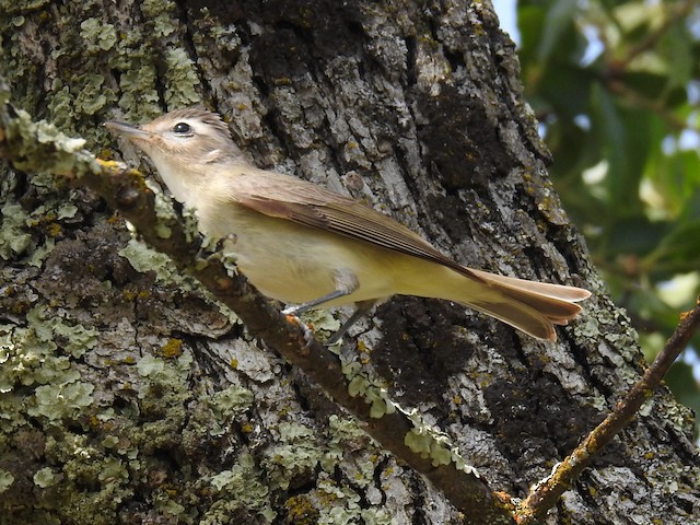 Warbling Vireo