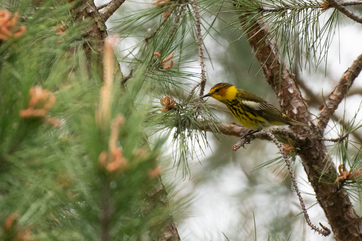 Cape May Warbler - ML228088591