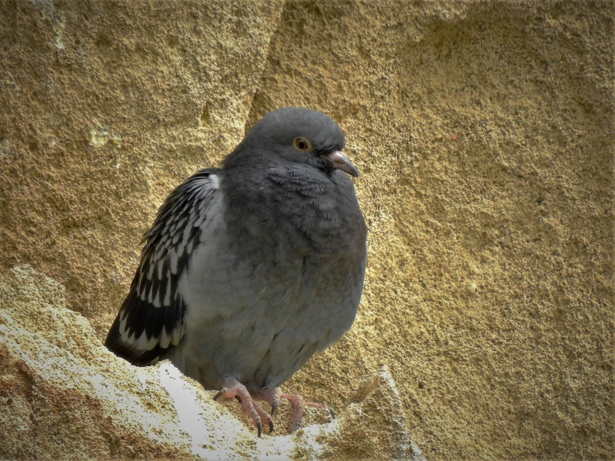 Rock Pigeon (Feral Pigeon) - ML228090071