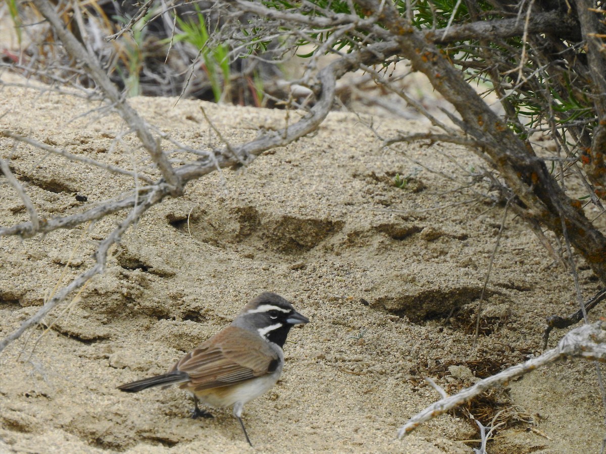 Black-throated Sparrow - ML228090301