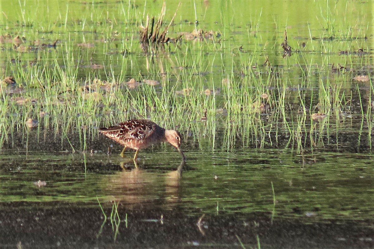 Long-billed Dowitcher - Susan Disher