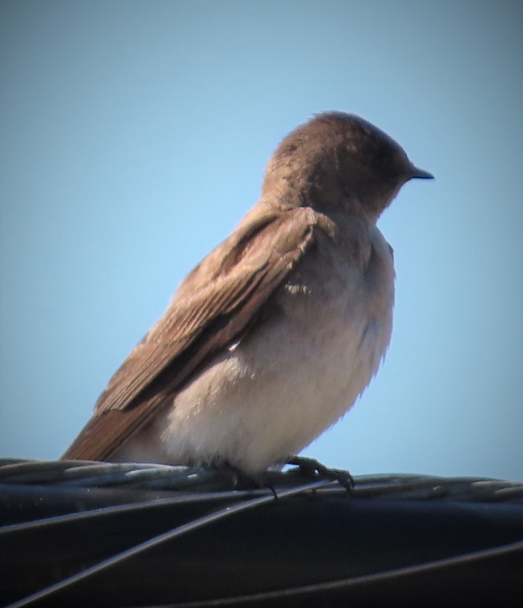Northern Rough-winged Swallow - David English