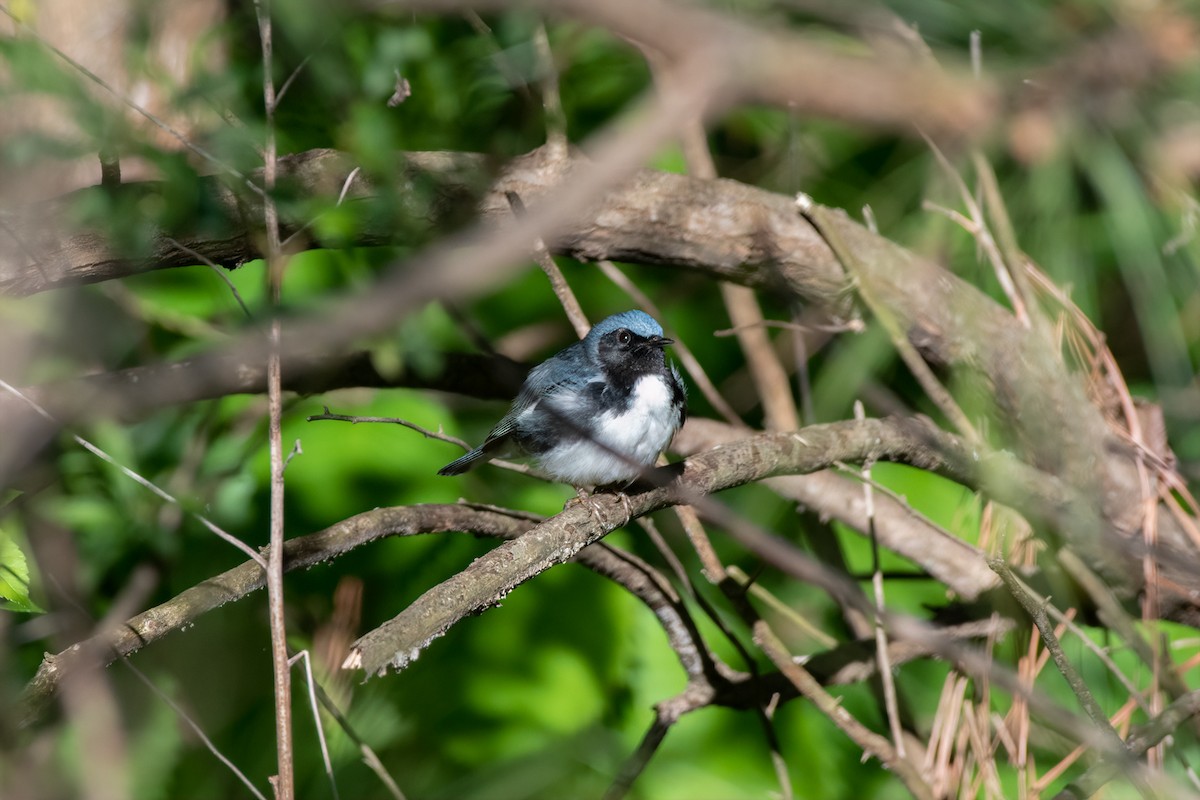 Black-throated Blue Warbler - Scott Mullens