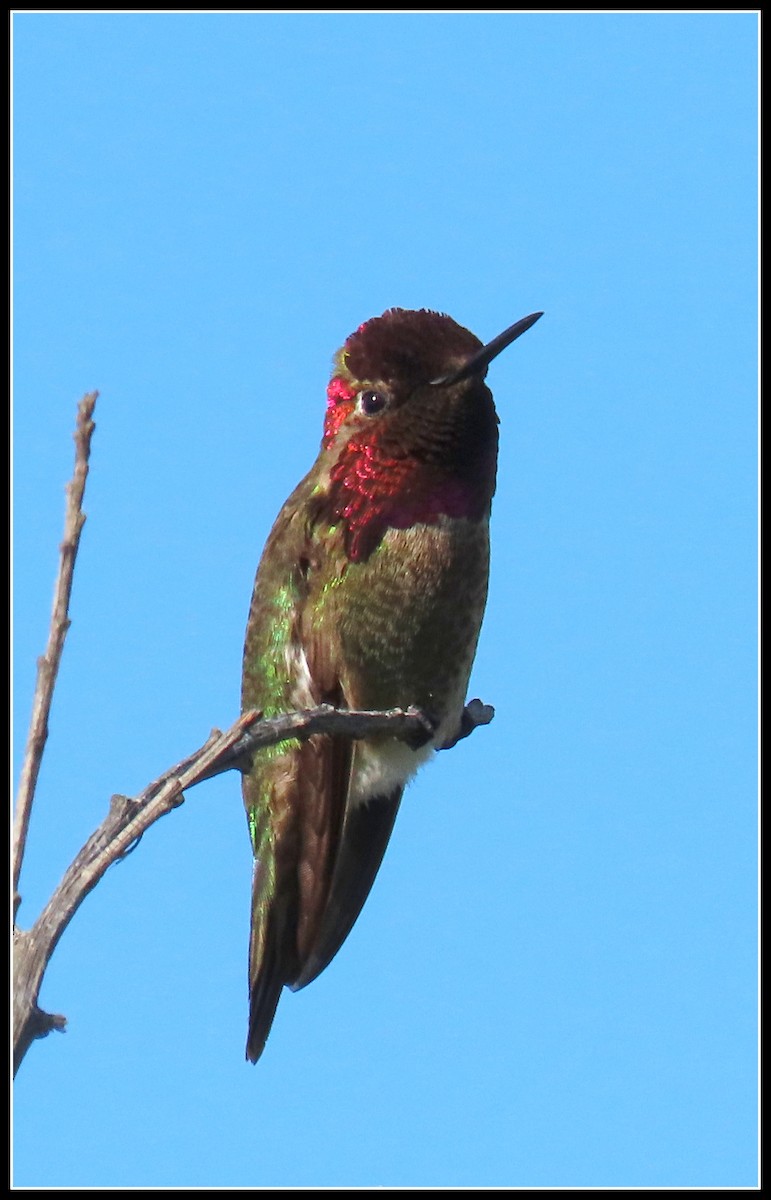 Anna's Hummingbird - ML228097931