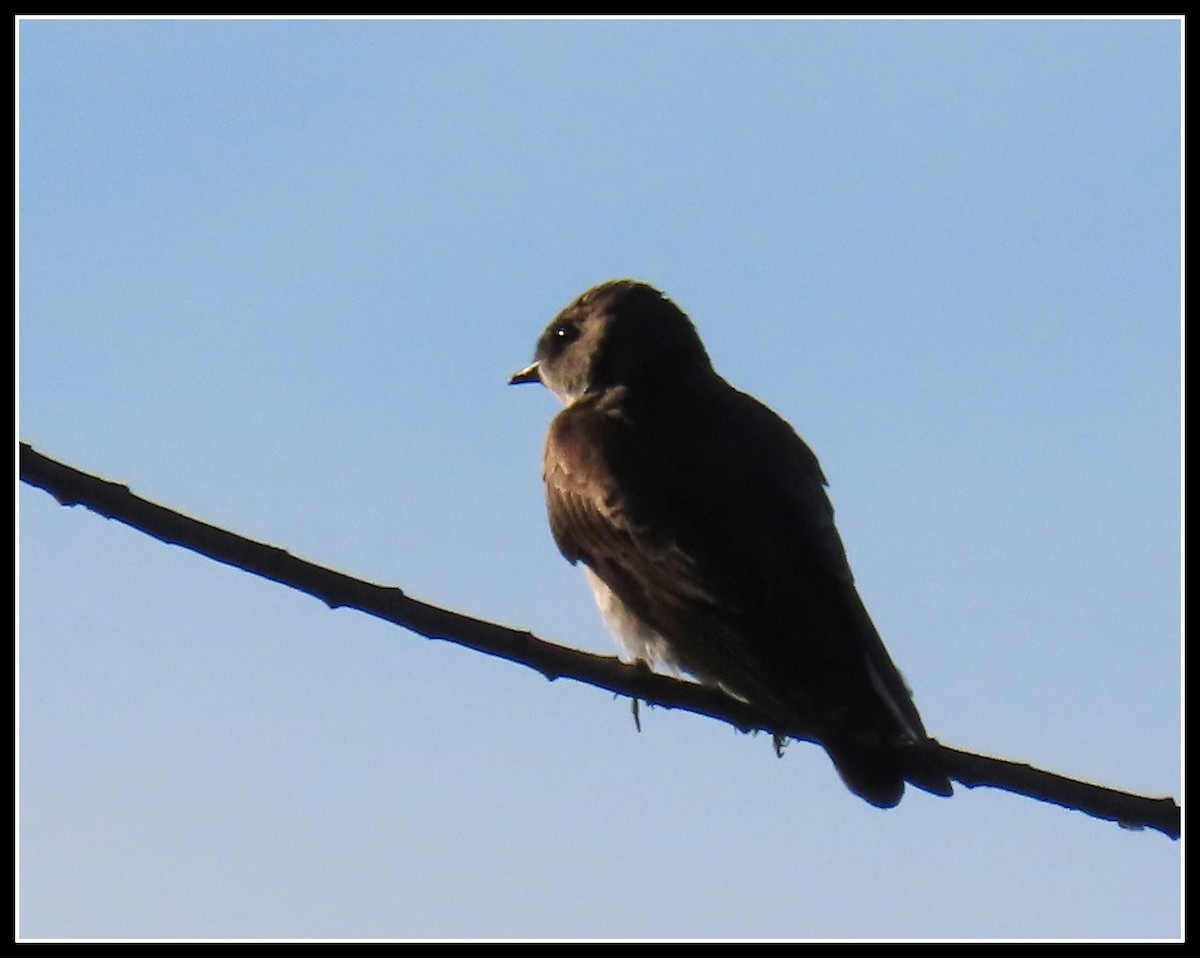 Northern Rough-winged Swallow - ML228098151