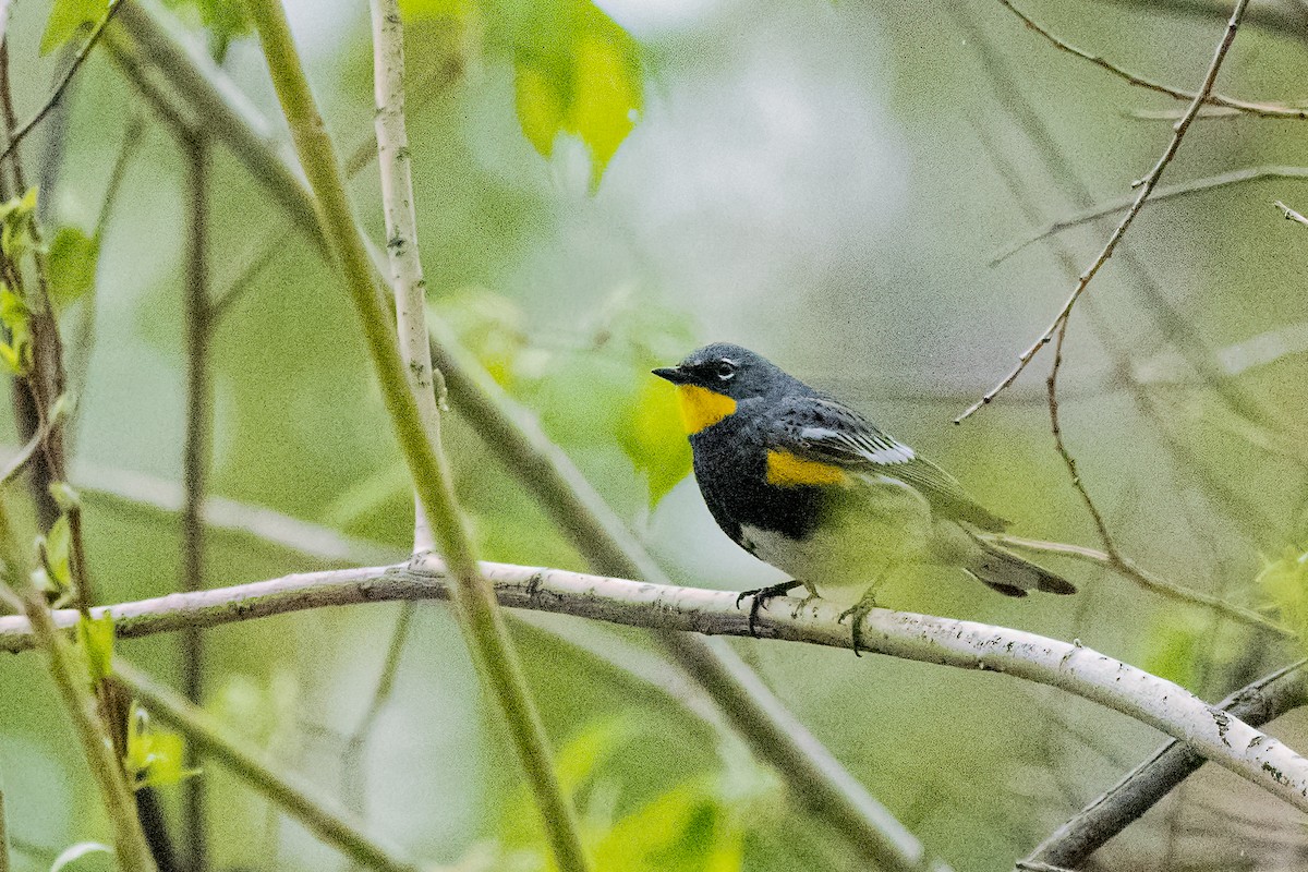 Yellow-rumped Warbler (Audubon's) - ML228105261