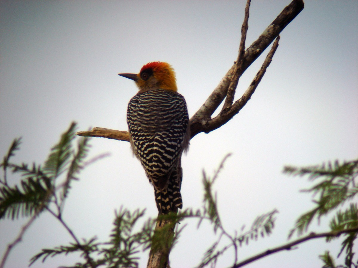 Golden-cheeked Woodpecker - ML22810791