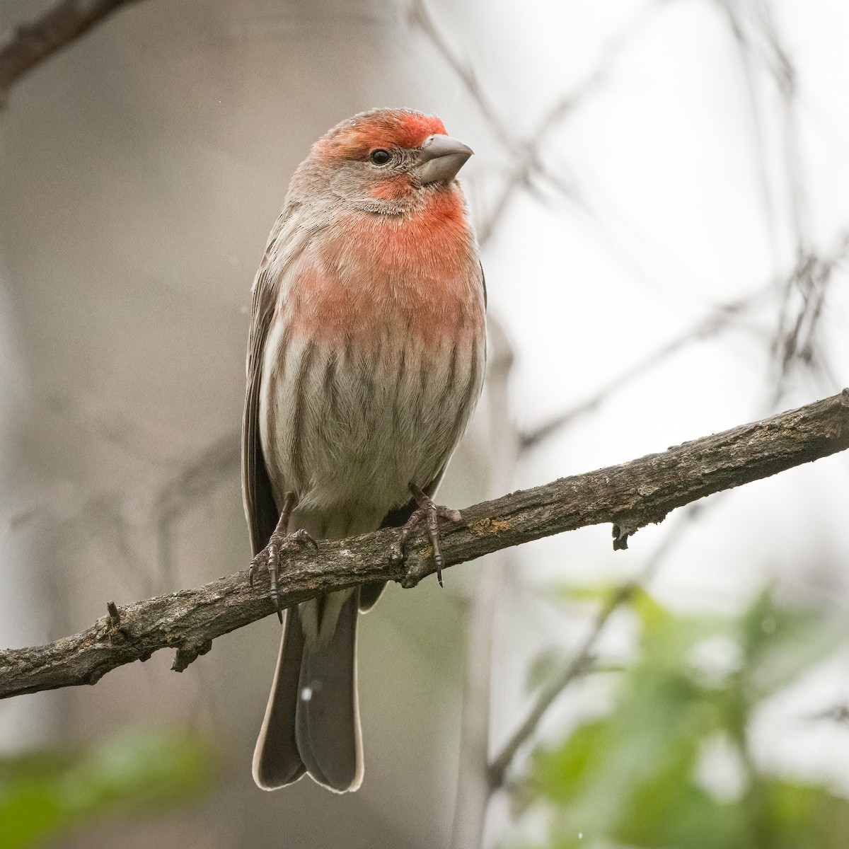 House Finch - Ron Riley