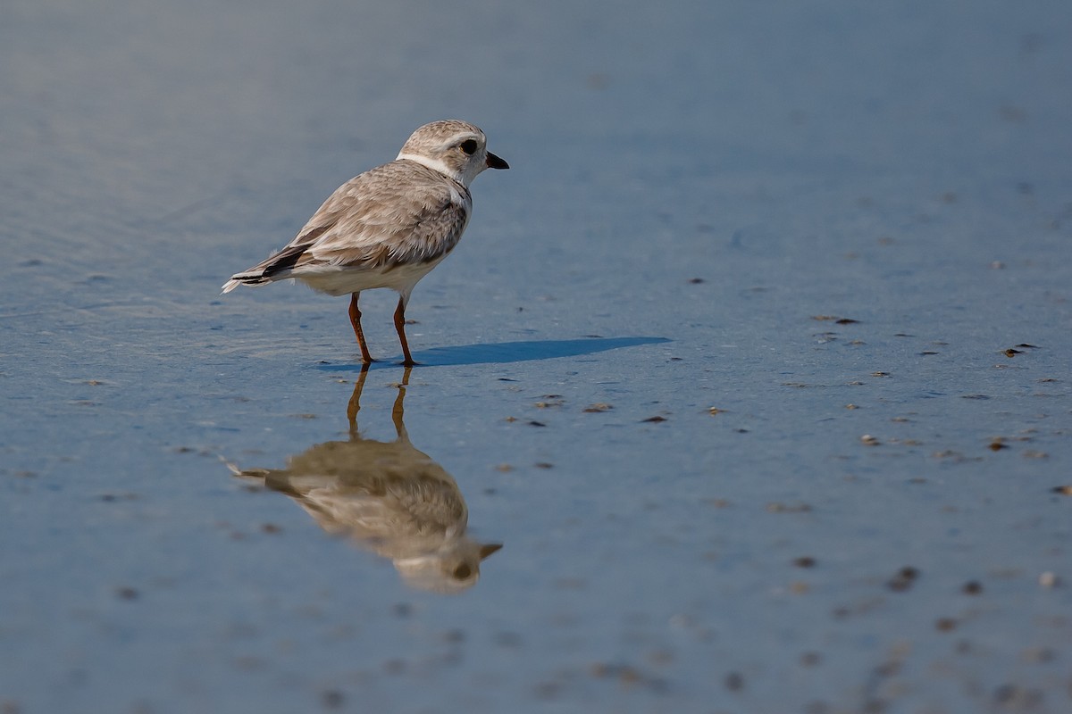 Piping Plover - ML22810871