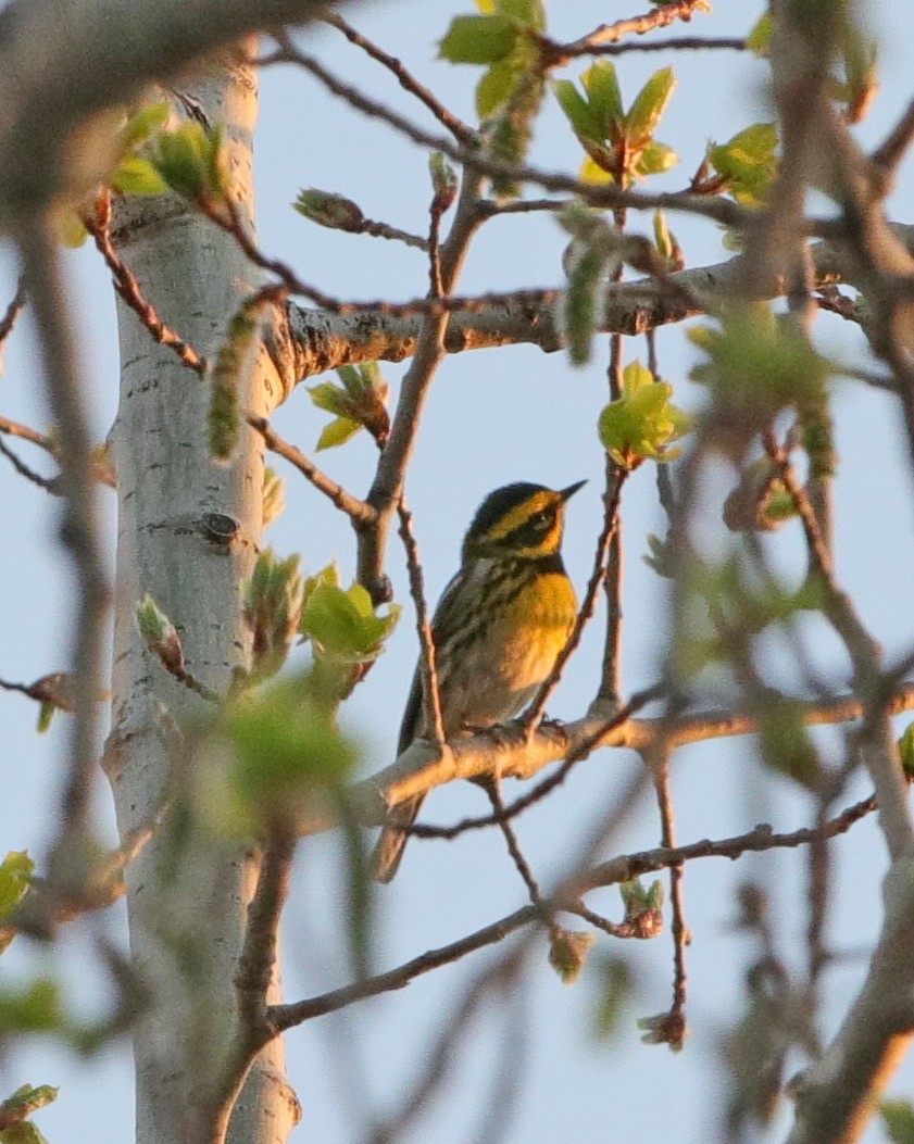 eBird Checklist 27 Apr 2020 Oakdale Nature Preserve 6 species